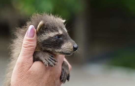 Russia DPR Zoo Raccoon Cubs