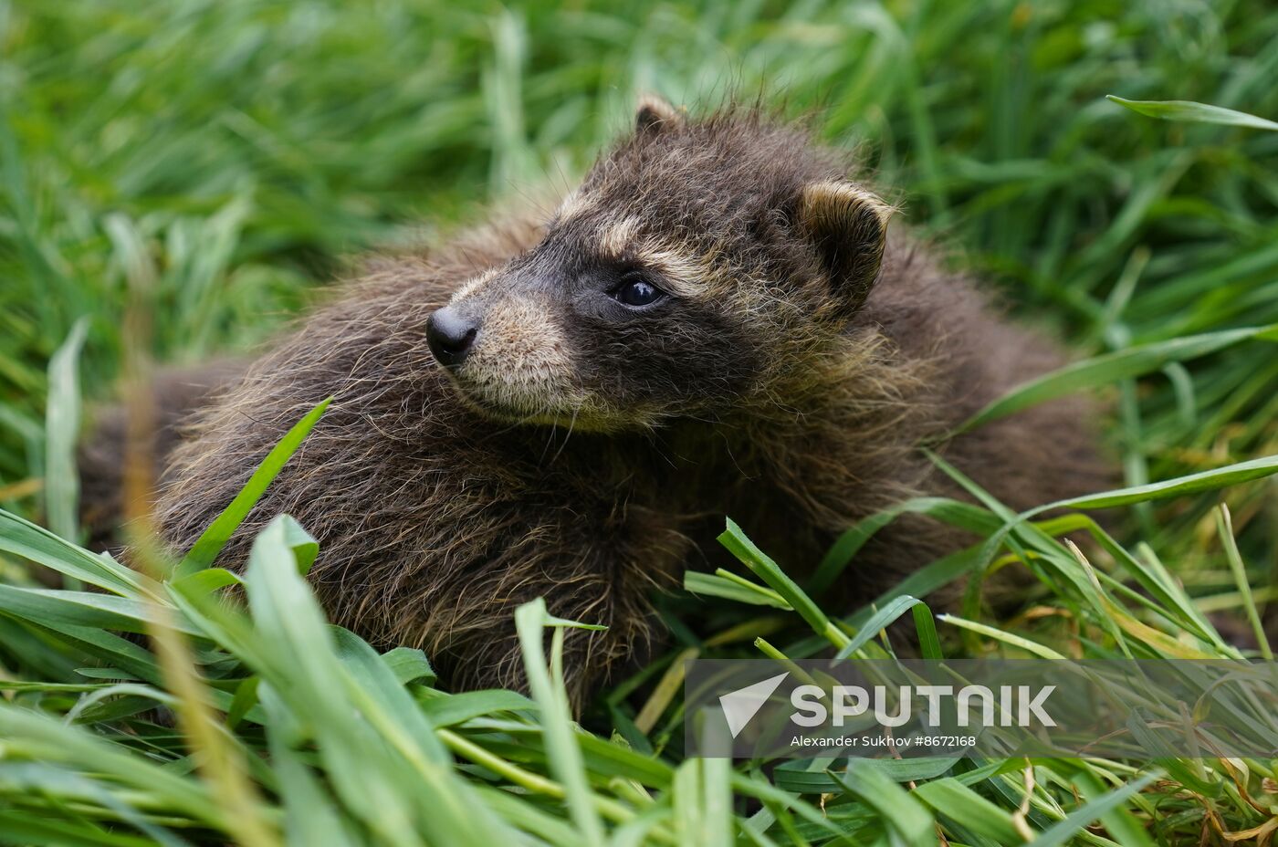 Russia DPR Zoo Raccoon Cubs