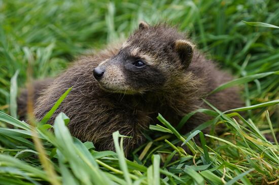 Russia DPR Zoo Raccoon Cubs