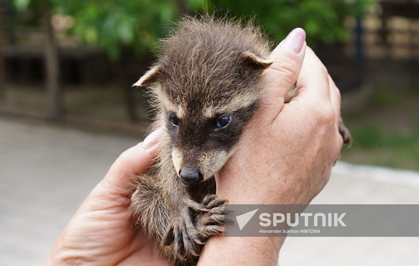 Russia DPR Zoo Raccoon Cubs