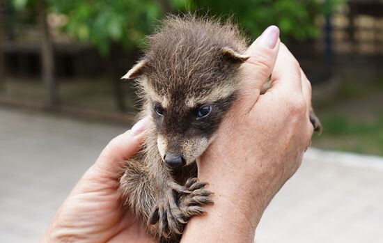 Russia DPR Zoo Raccoon Cubs