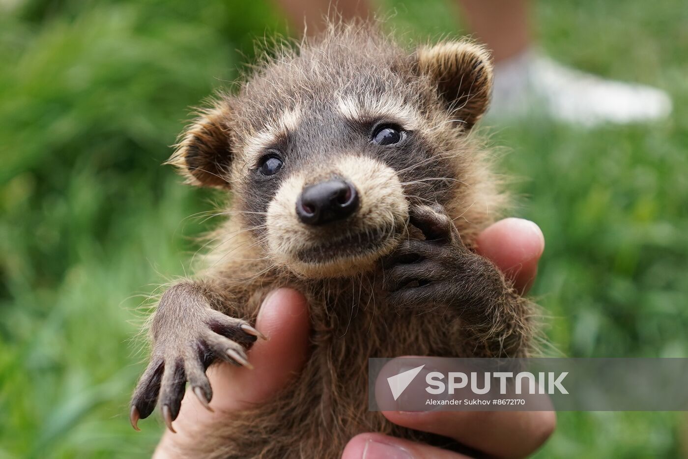 Russia DPR Zoo Raccoon Cubs