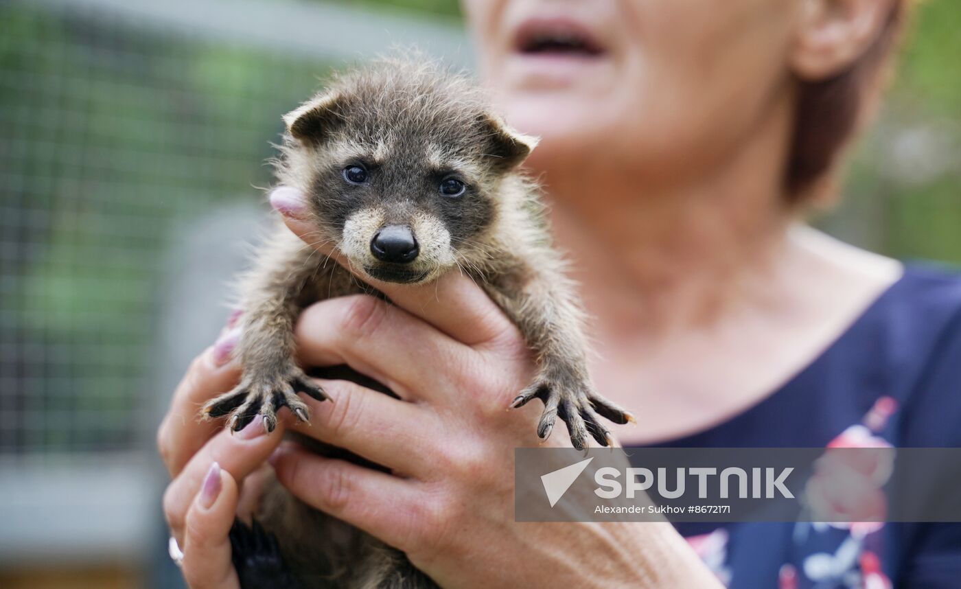 Russia DPR Zoo Raccoon Cubs