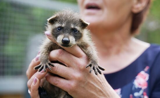 Russia DPR Zoo Raccoon Cubs