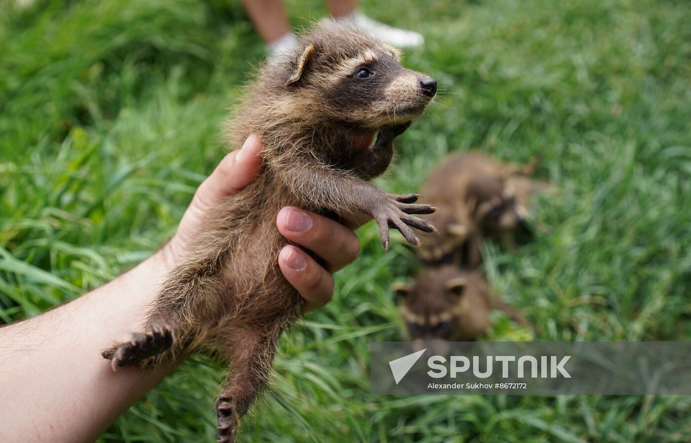 Russia DPR Zoo Raccoon Cubs