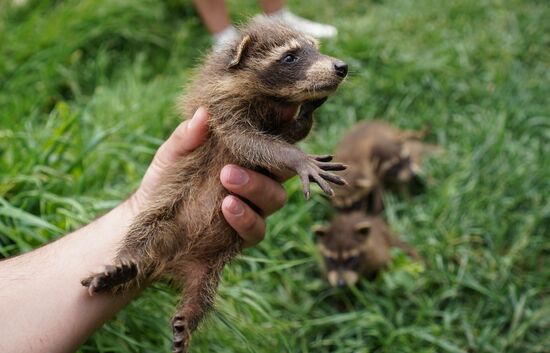 Russia DPR Zoo Raccoon Cubs