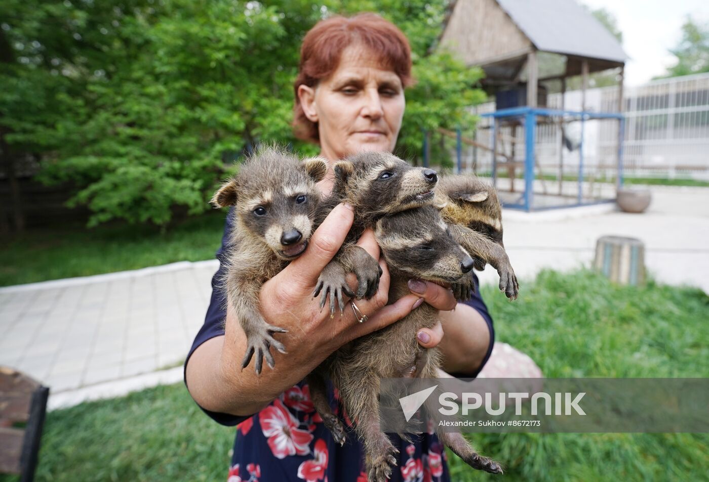 Russia DPR Zoo Raccoon Cubs