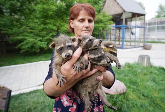 Russia DPR Zoo Raccoon Cubs