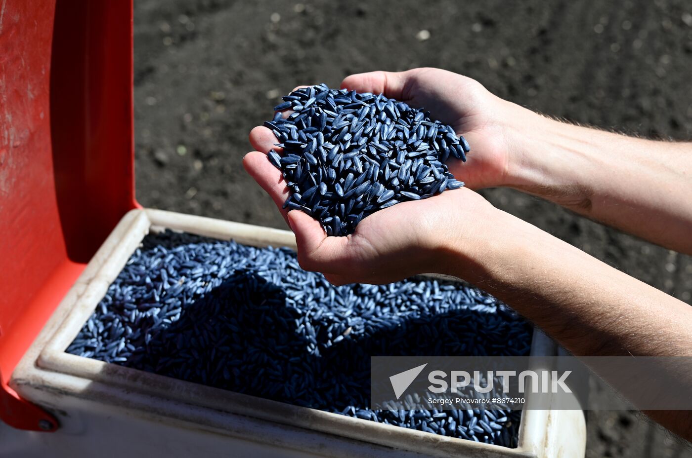 Russia Agriculture Sowing