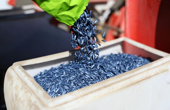 Russia Agriculture Sowing