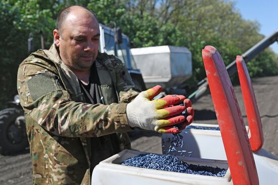 Russia Agriculture Sowing