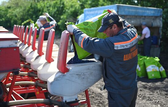 Russia Agriculture Sowing