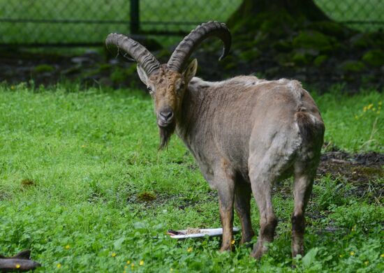 Russia Environment Caucasus Nature Reserve