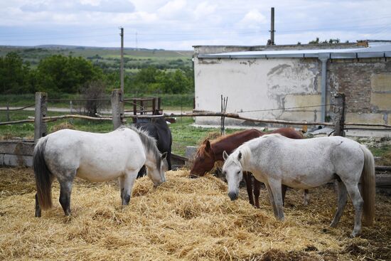 Russia Agriculture Kumis Production