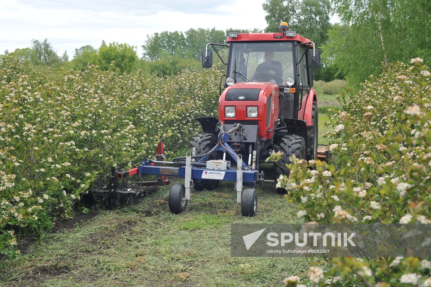 Russia Agriculture Fruit Crops Growing