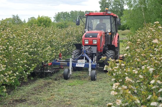 Russia Agriculture Fruit Crops Growing