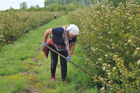 Russia Agriculture Fruit Crops Growing