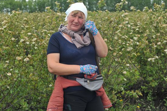 Russia Agriculture Fruit Crops Growing