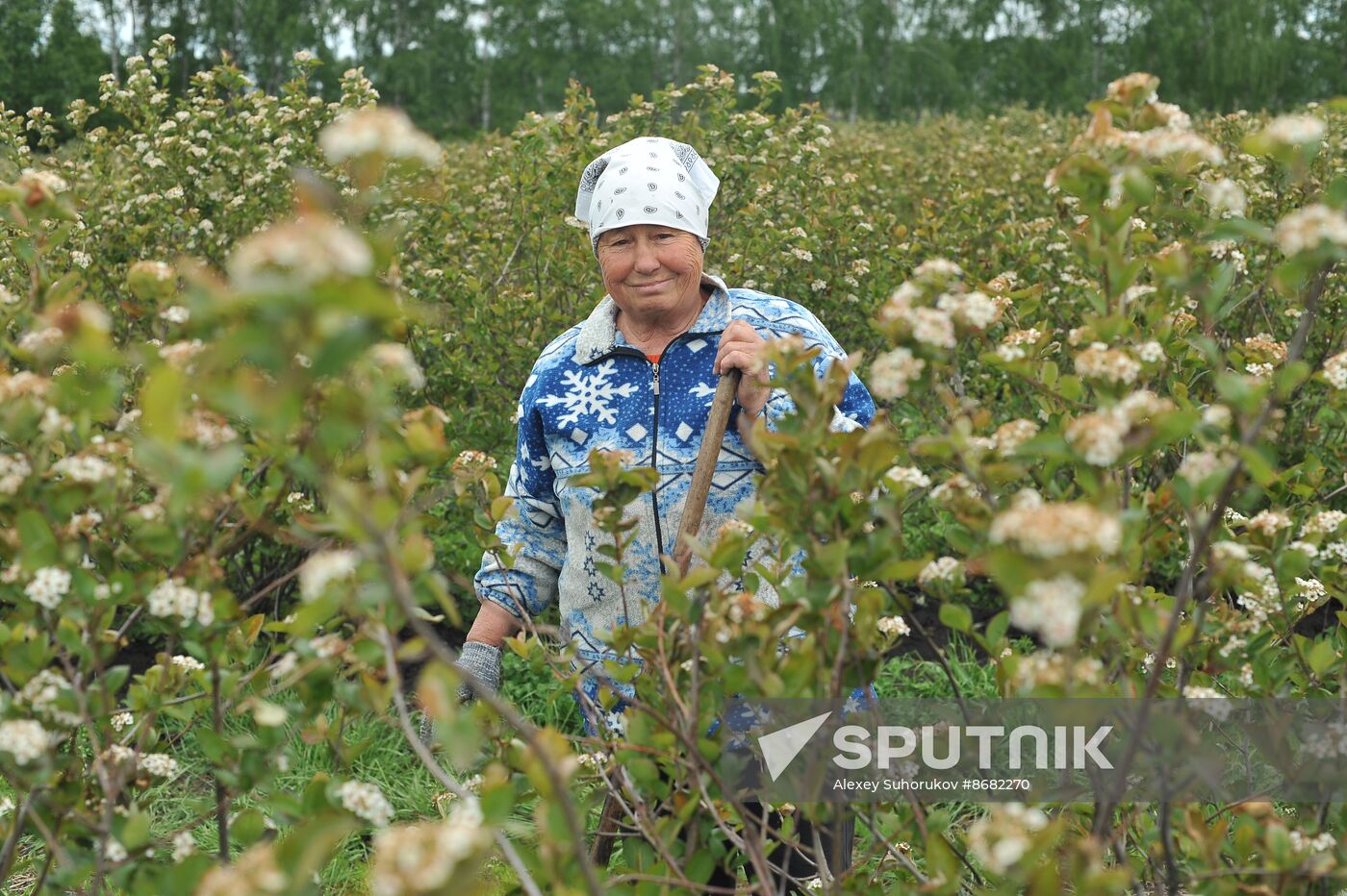 Russia Agriculture Fruit Crops Growing