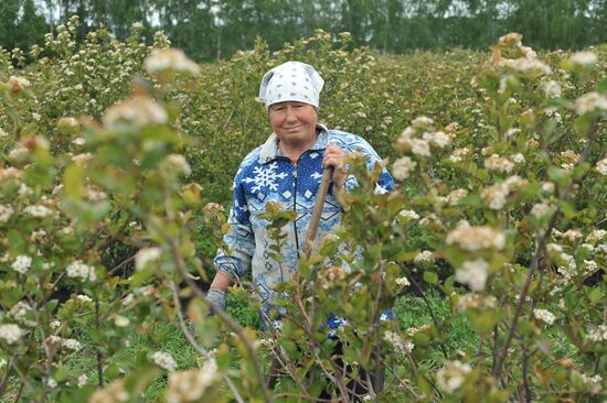 Russia Agriculture Fruit Crops Growing