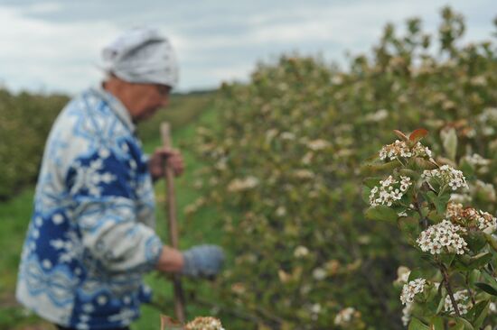 Russia Agriculture Fruit Crops Growing