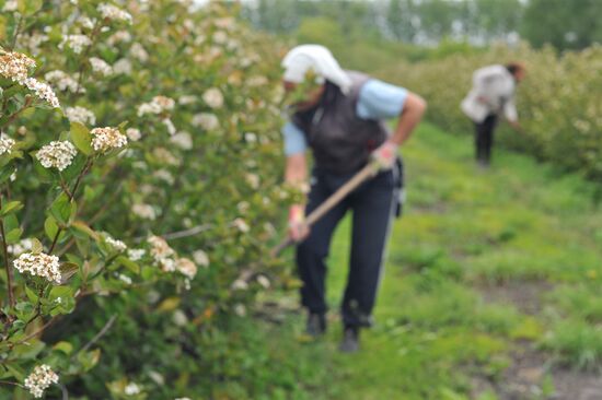 Russia Agriculture Fruit Crops Growing