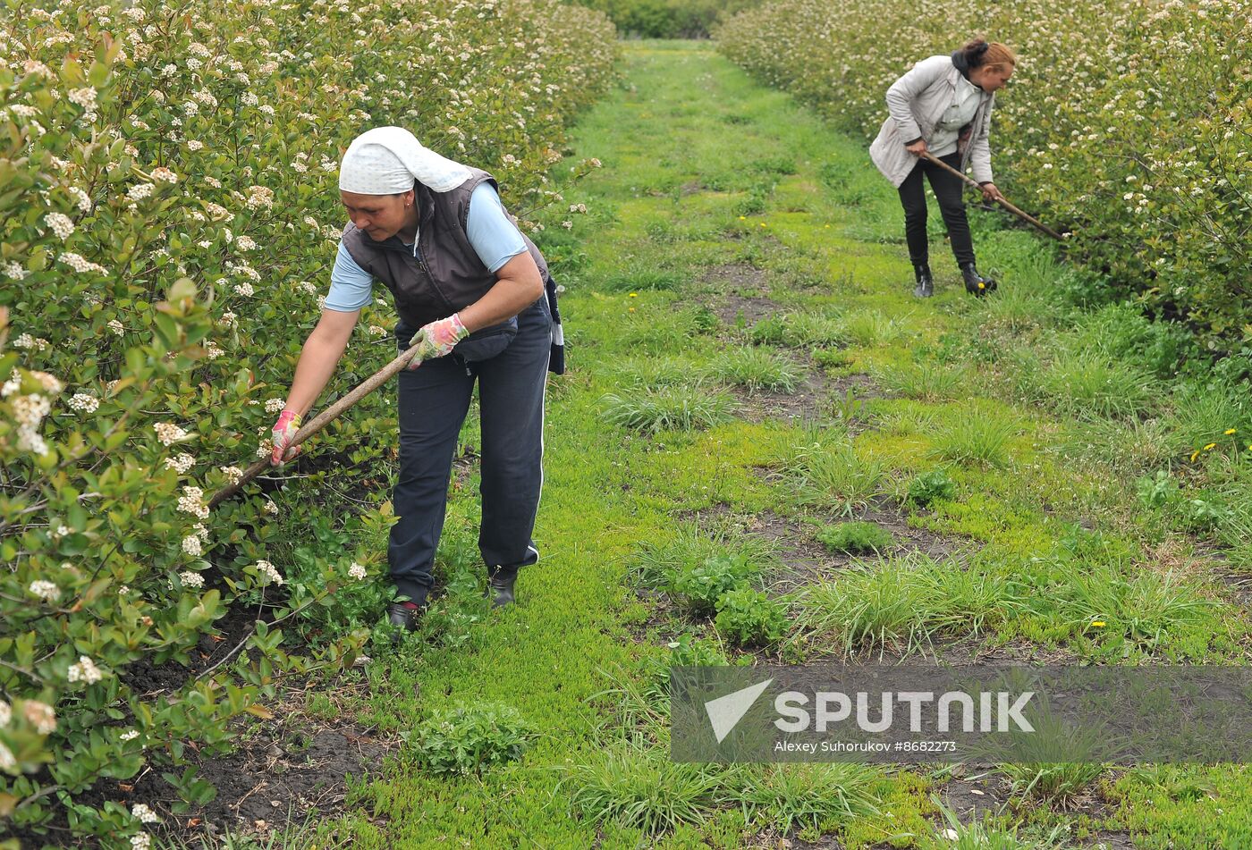 Russia Agriculture Fruit Crops Growing