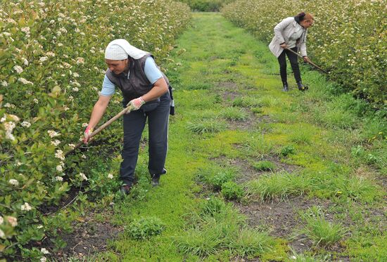 Russia Agriculture Fruit Crops Growing