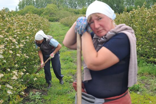 Russia Agriculture Fruit Crops Growing