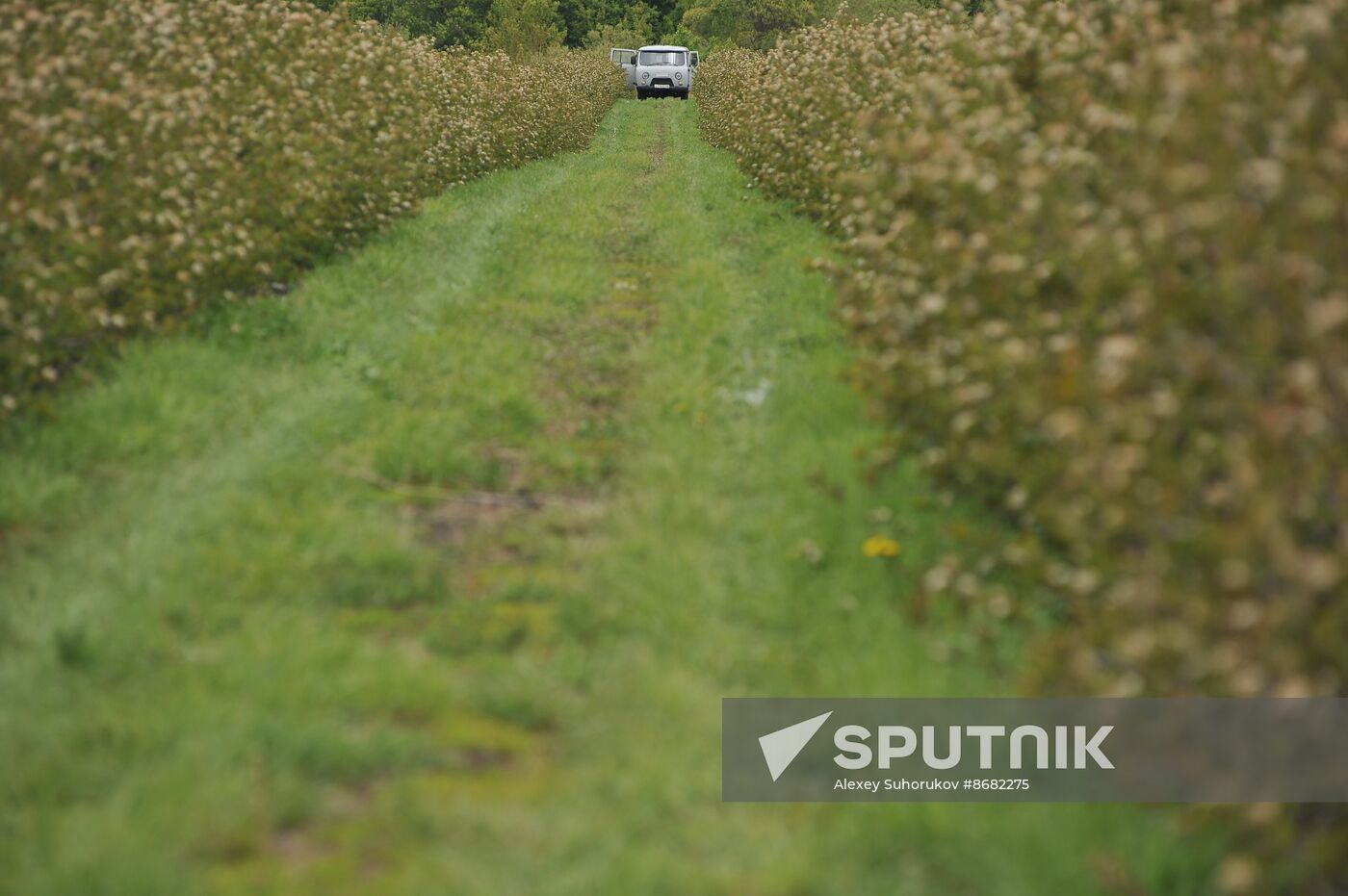 Russia Agriculture Fruit Crops Growing