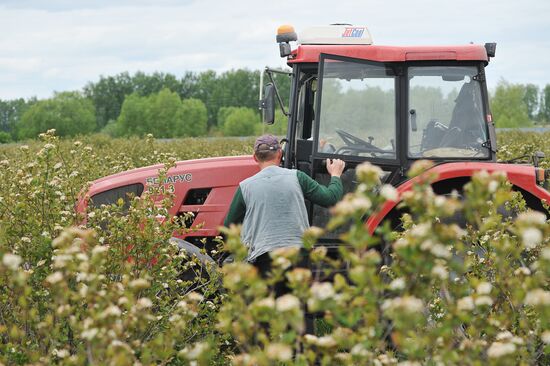 Russia Agriculture Fruit Crops Growing