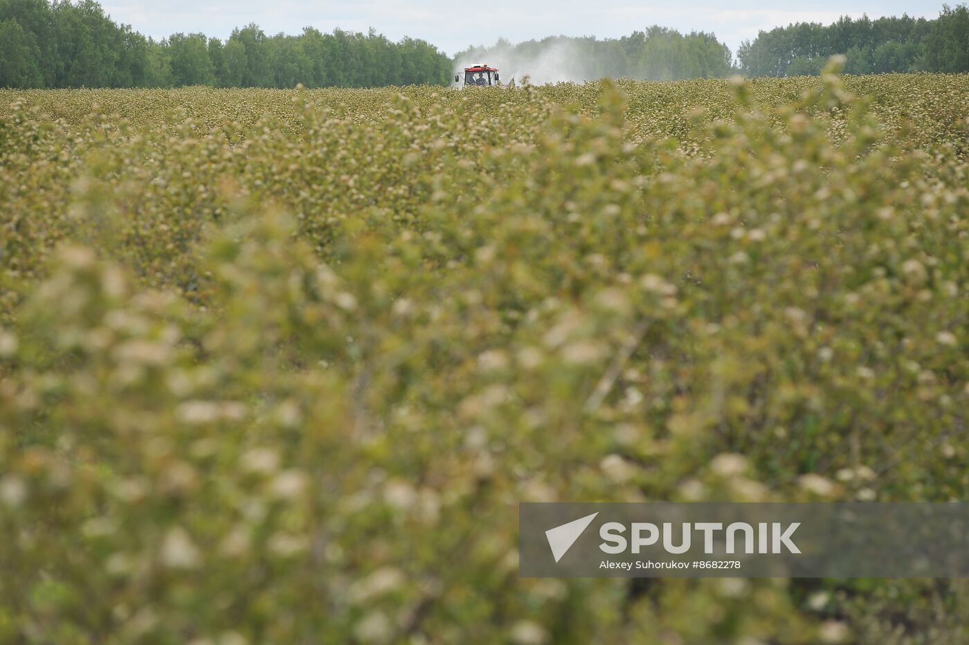 Russia Agriculture Fruit Crops Growing