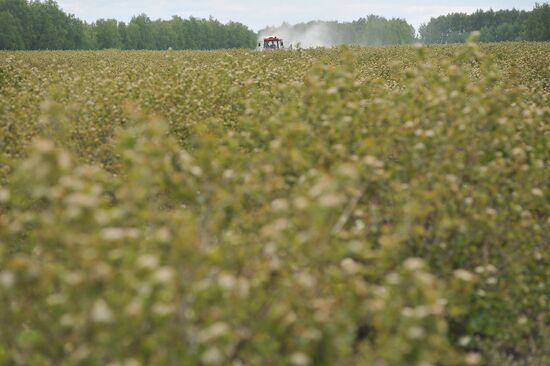 Russia Agriculture Fruit Crops Growing
