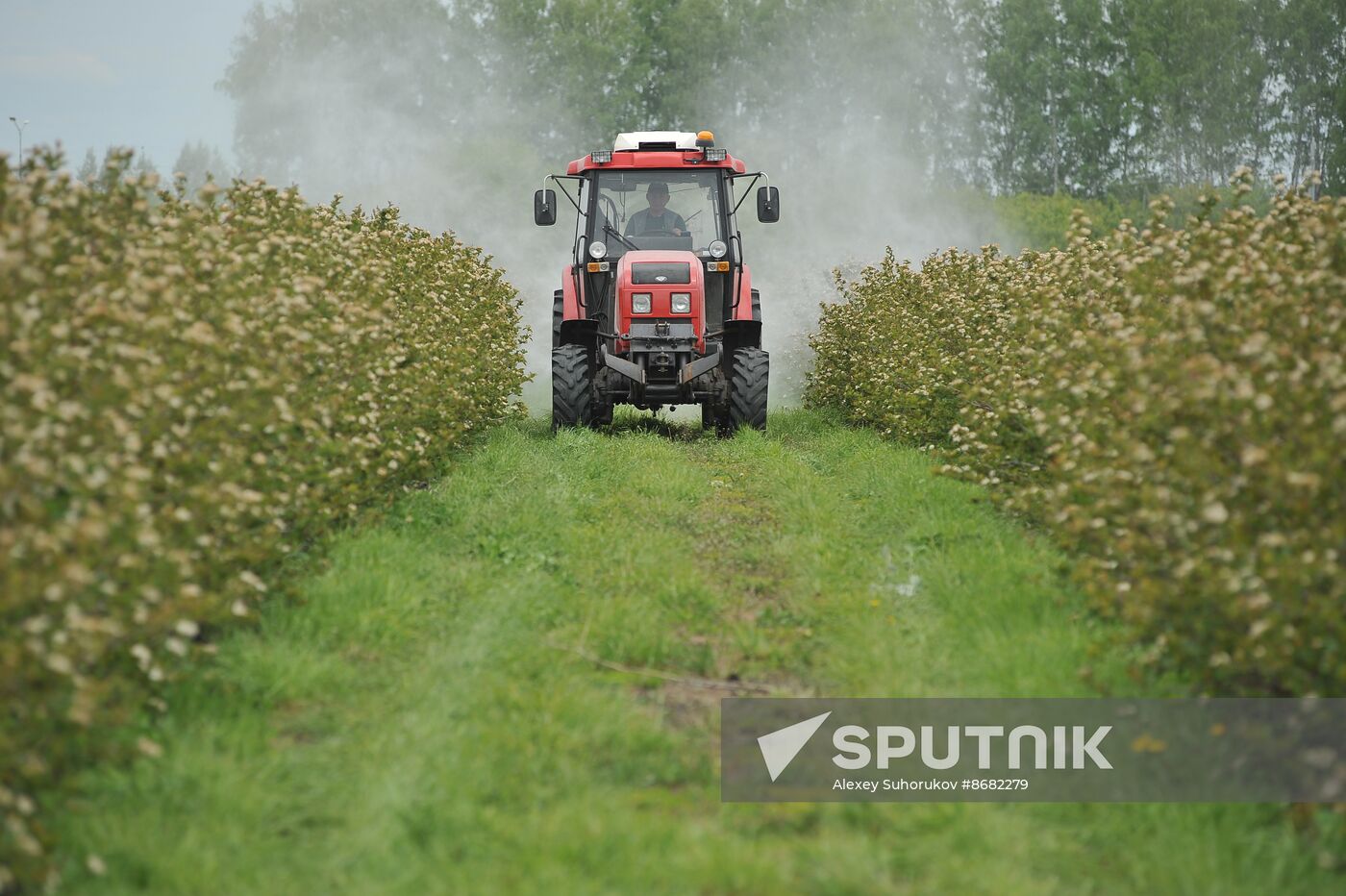 Russia Agriculture Fruit Crops Growing