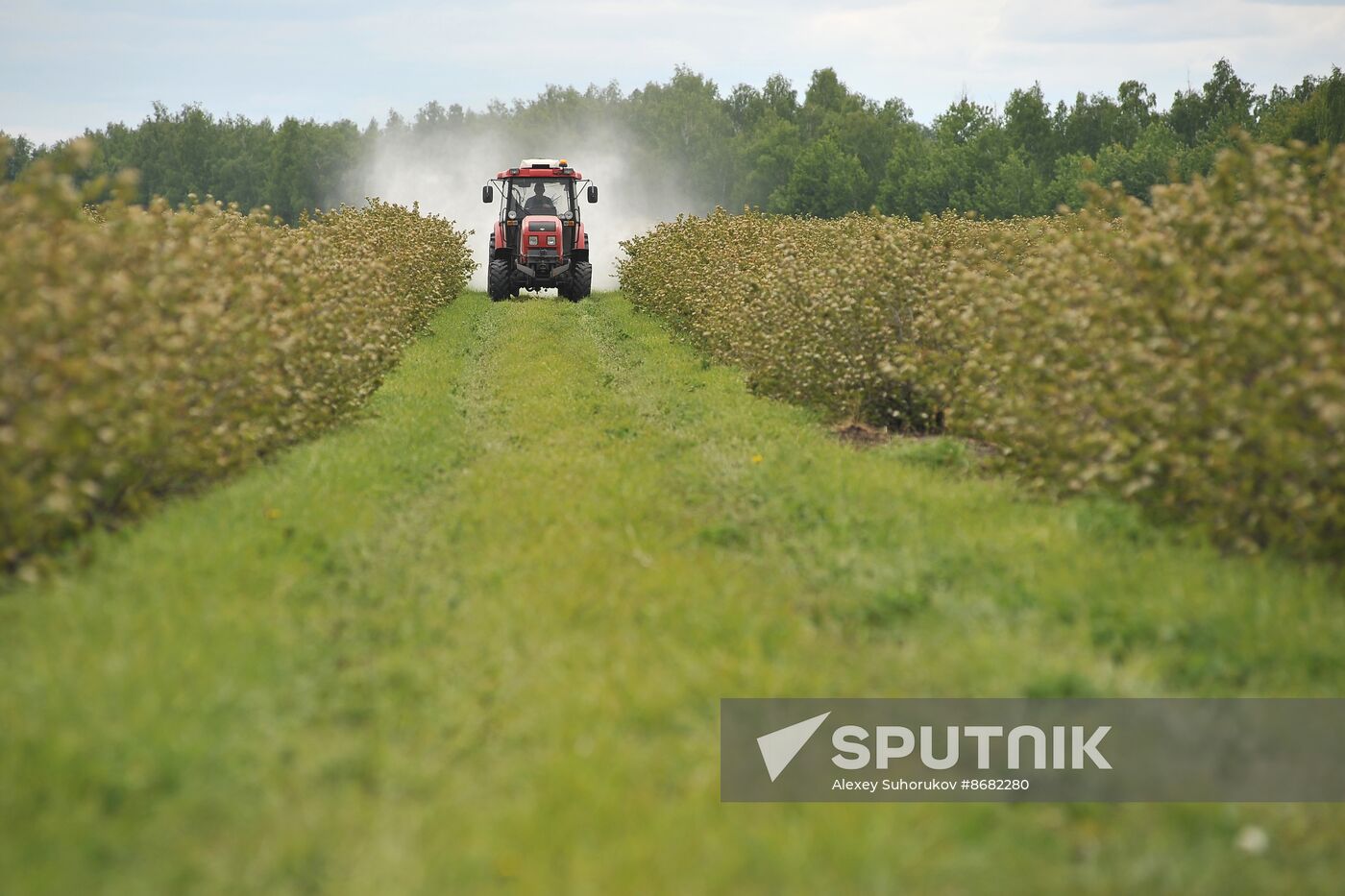 Russia Agriculture Fruit Crops Growing