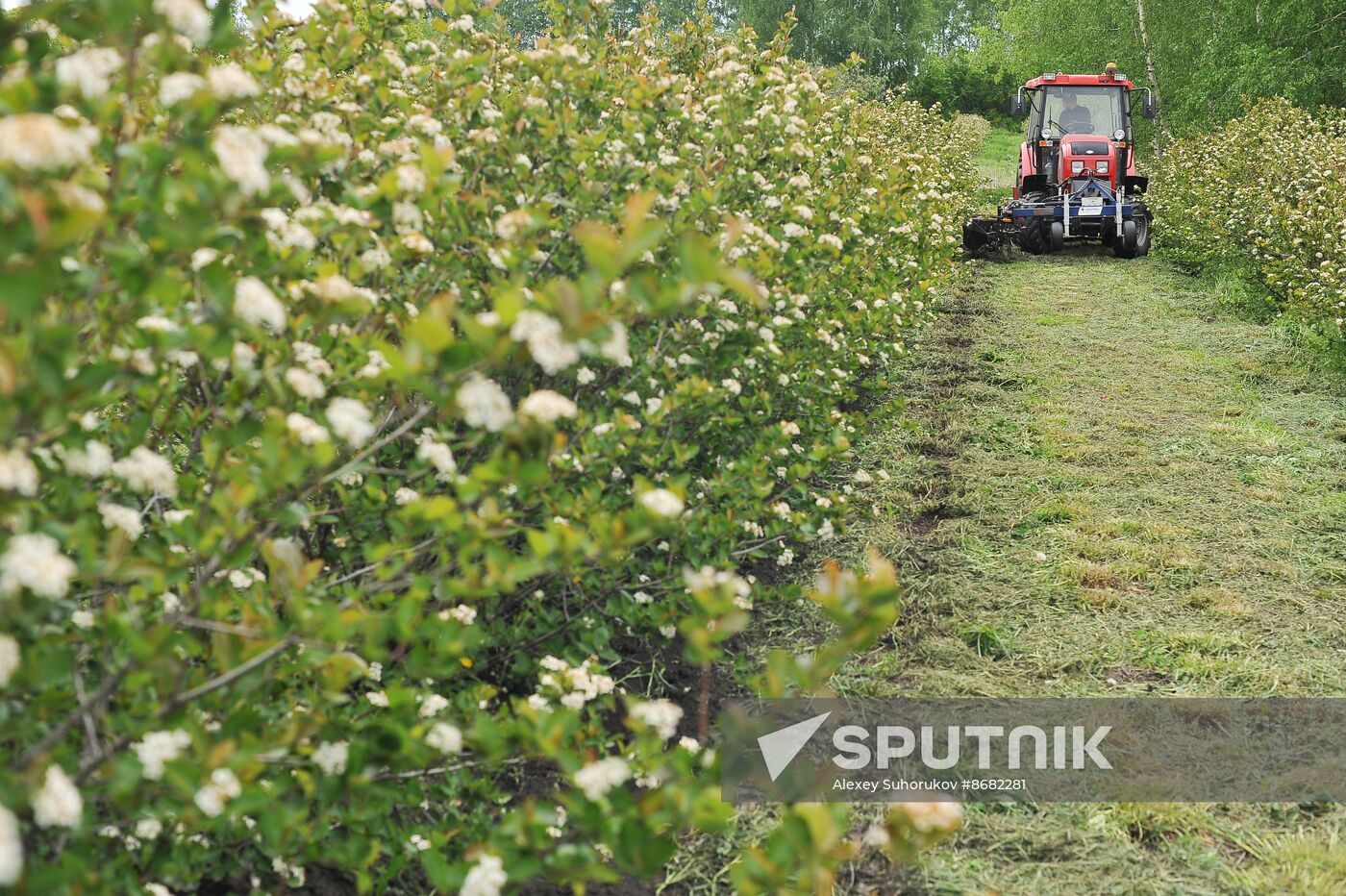 Russia Agriculture Fruit Crops Growing