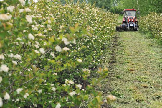 Russia Agriculture Fruit Crops Growing