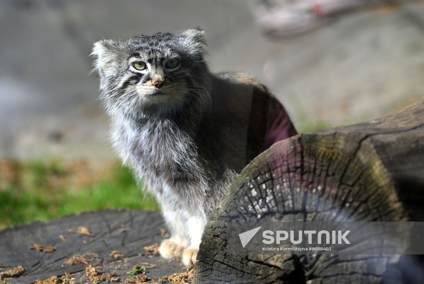 Russia Zoo