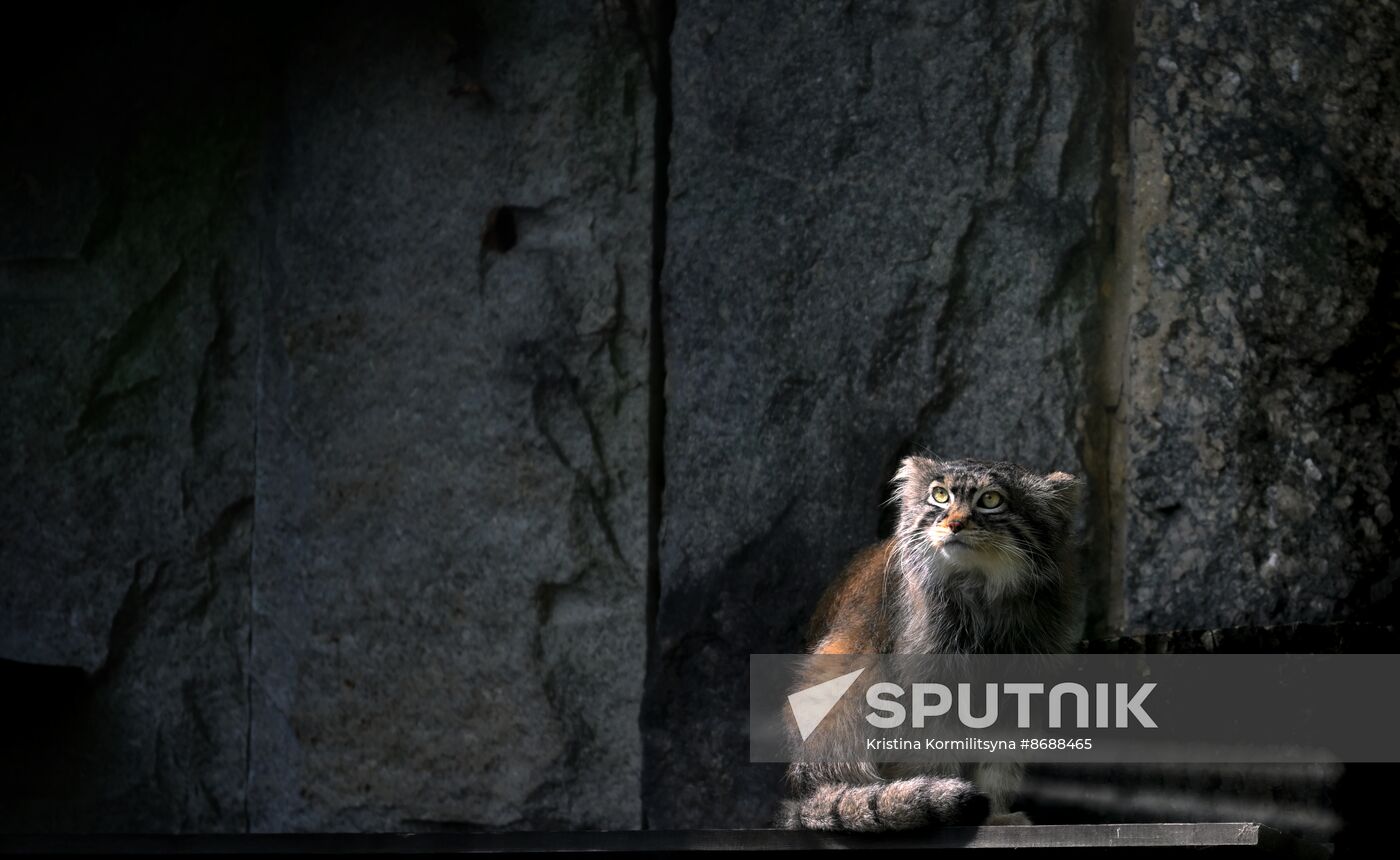 Russia Zoo