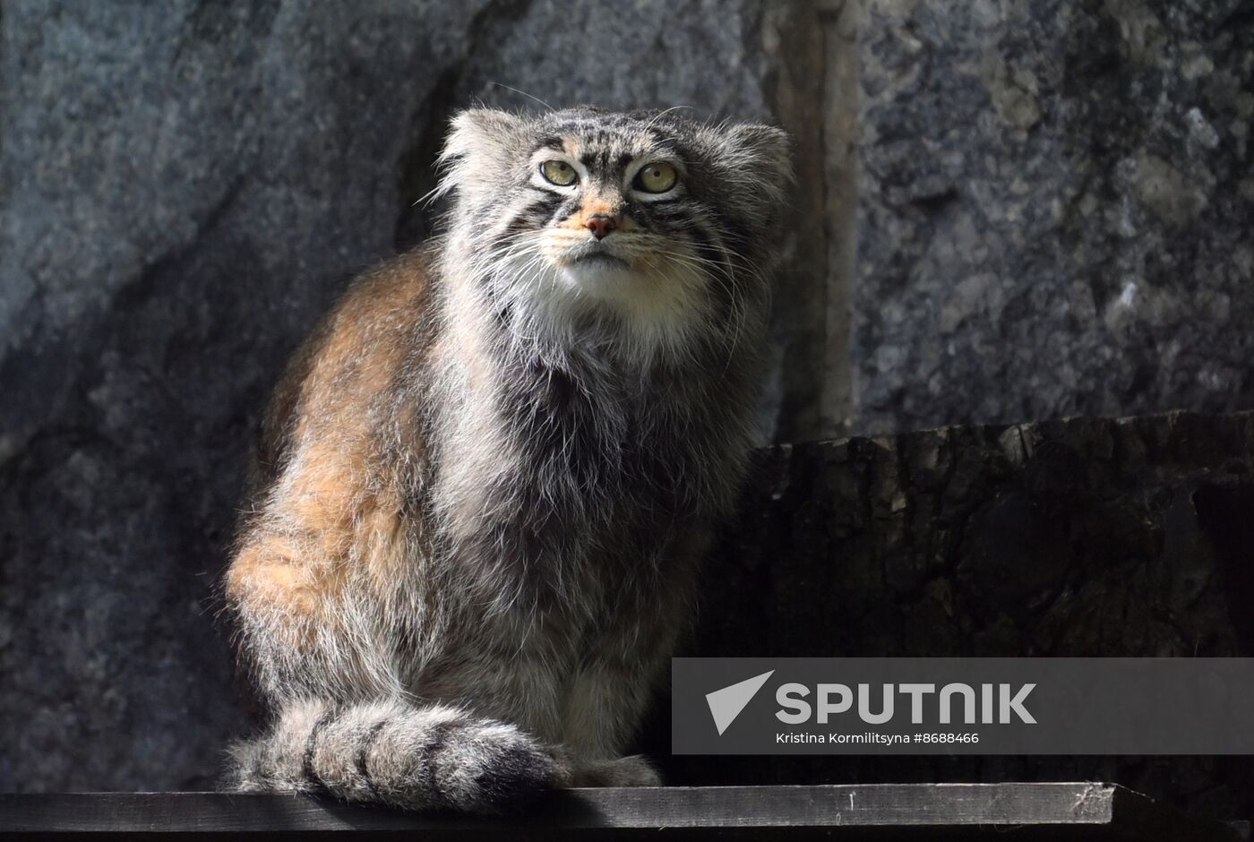 Russia Zoo