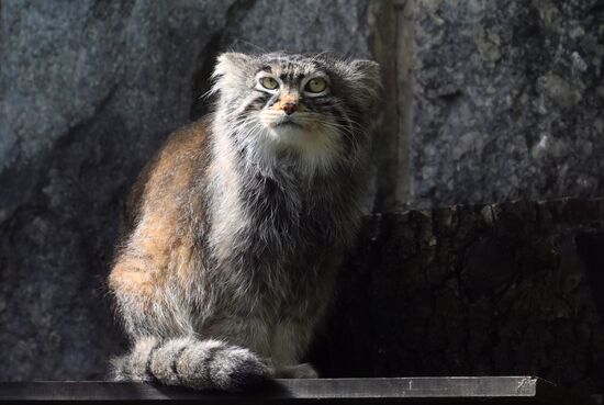 Russia Zoo