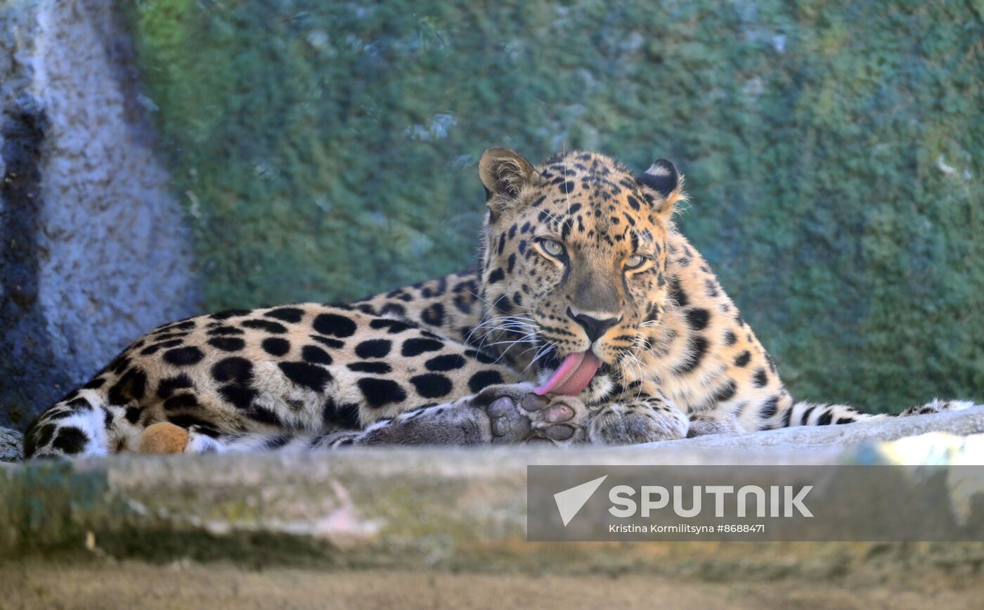 Russia Zoo