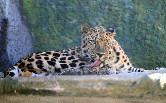 Russia Zoo