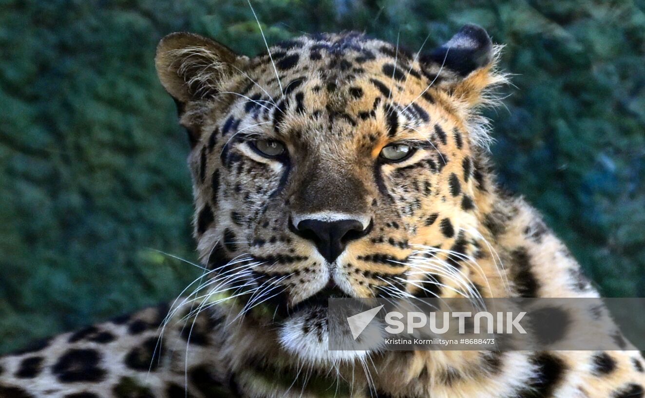 Russia Zoo