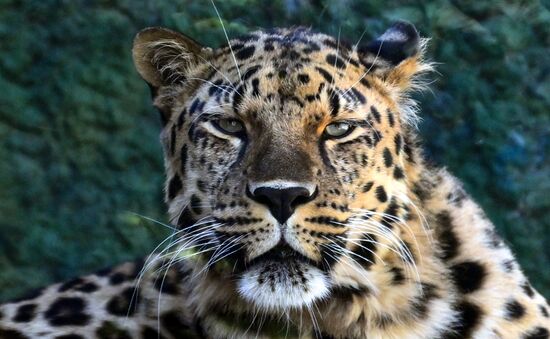 Russia Zoo