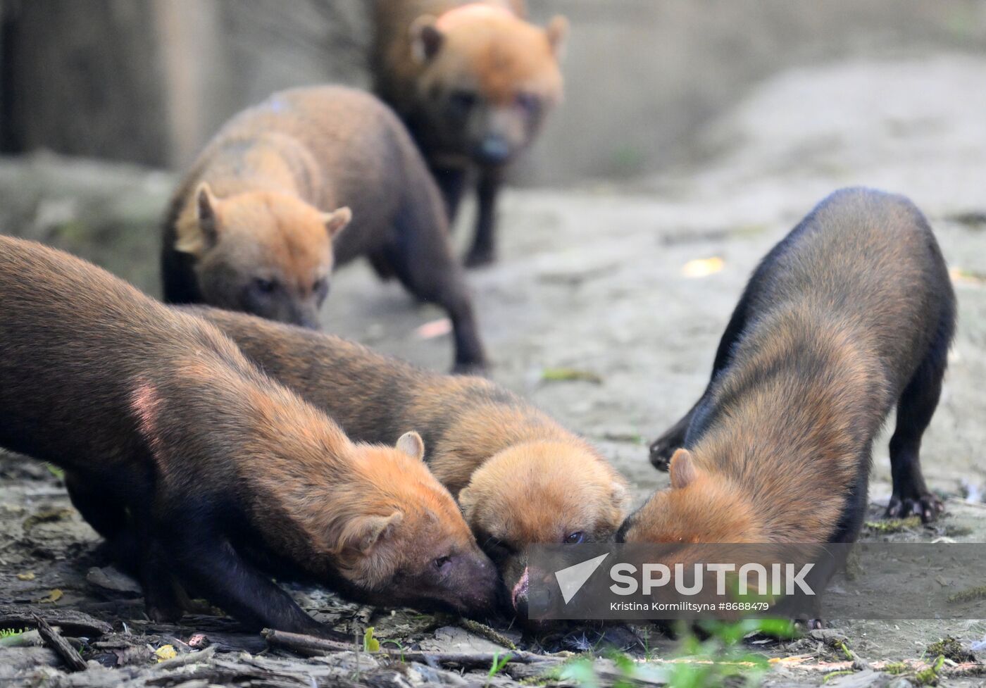 Russia Zoo