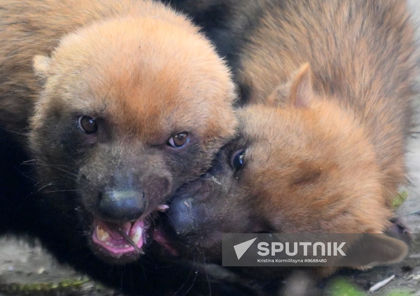 Russia Zoo