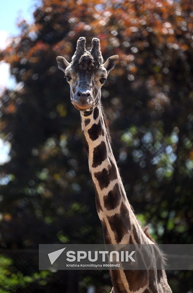 Russia Zoo