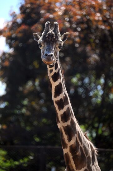 Russia Zoo