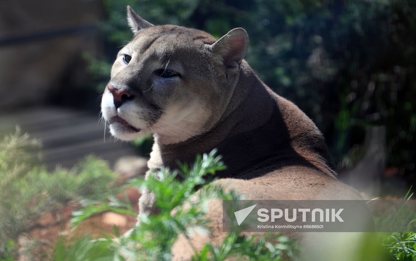 Russia Zoo